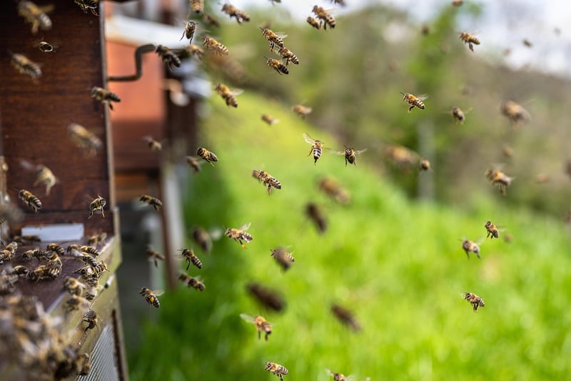 Beekeeping Benefits