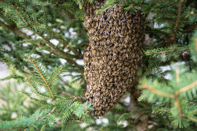 Beekeeper in Action