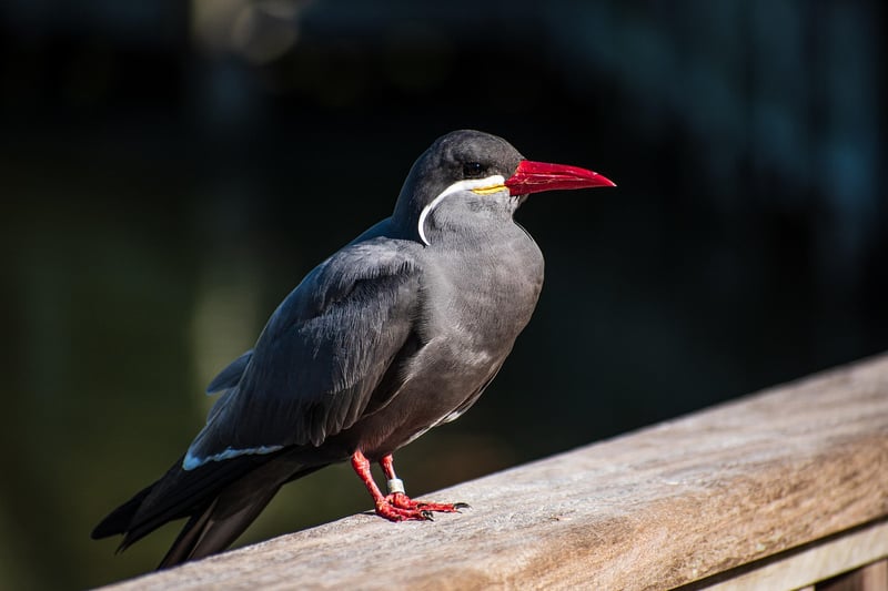 Bird in Urban Area