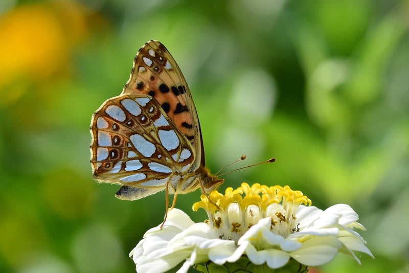 Butterfly Garden